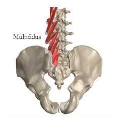 Multifidus